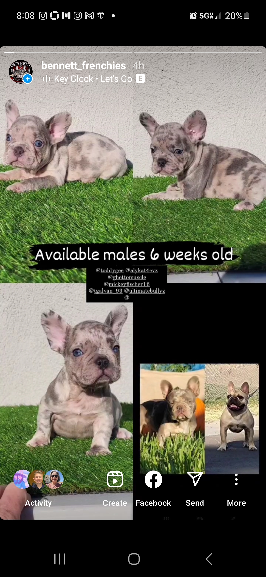 For Sale: French bulldog  - photo0